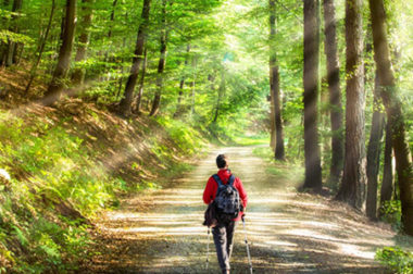 What is Forest Therapy? Check Out the Connection to Wellness